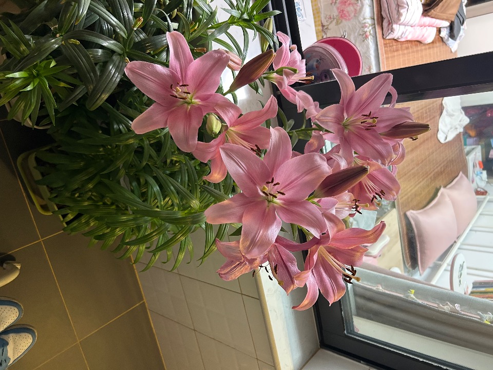 IMG_0115.jpeg